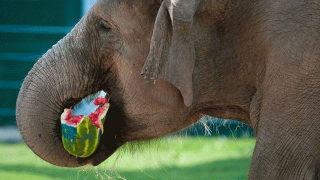 Illustration for article titled Adorable Photos of Zoo Animals Eating Popsicles During Heatwave